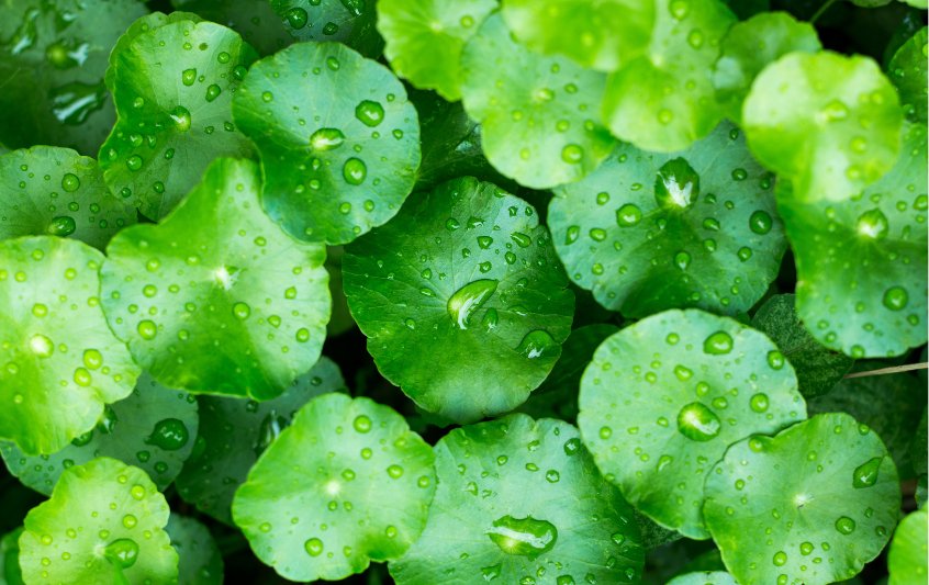 Gotu Kola: Embracing Nature's Wellness Remedy - Double Wood Supplements