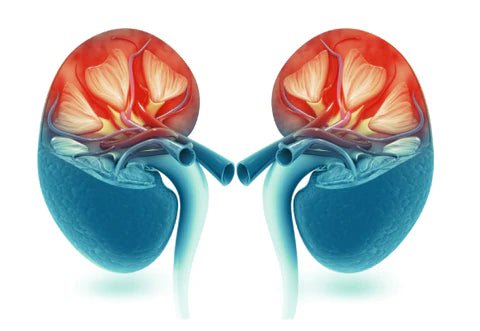 Kidneys and Kidney Disease: Keeping Your Kidneys and Body Healthy - Double Wood Supplements