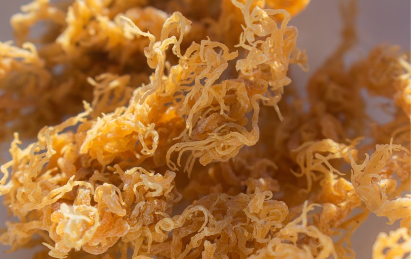 The Surprising Health Benefits of Irish Sea Moss - Double Wood Supplements