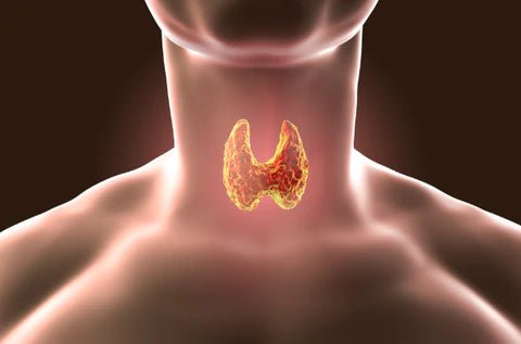 Understanding The Mysterious Thyroid Gland (and Diseases) - Double Wood Supplements